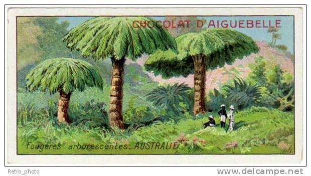 Chromo Chocolat Aiguebelle : Les Arbres Extraordinaires : Fougères Arborescentes, Australie - Aiguebelle