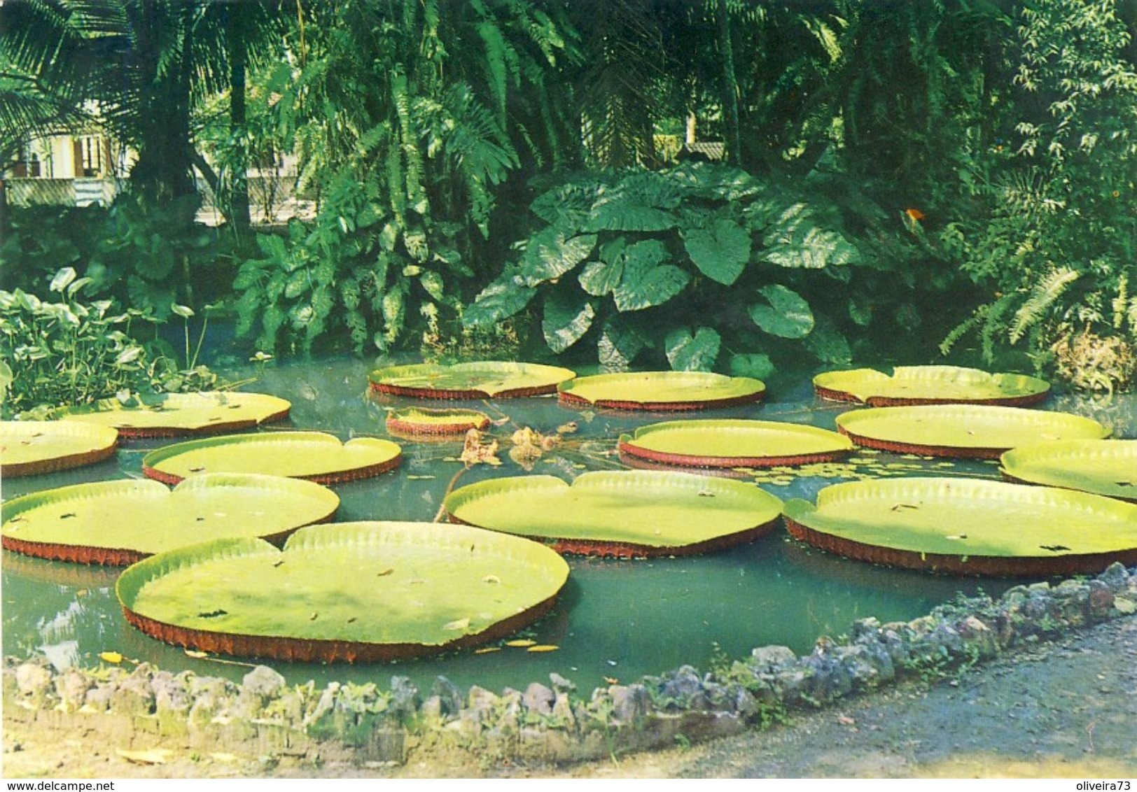 BRASIL - BELÉM - Vitória Régia Planta Aquatica - Belém