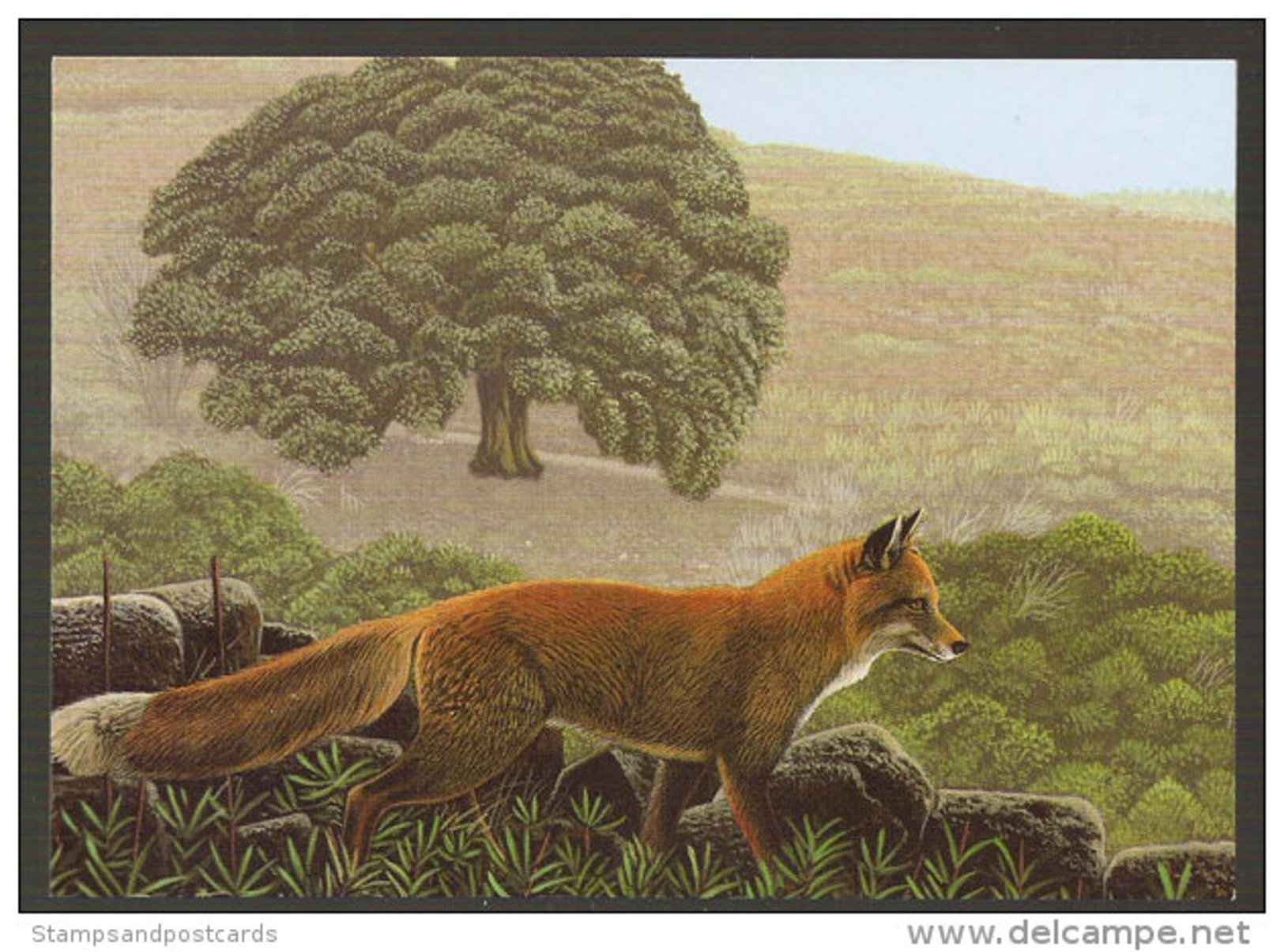 Renard Tapada De Mafra Portugal Carte Postale CPM Fox Postcard - Autres & Non Classés
