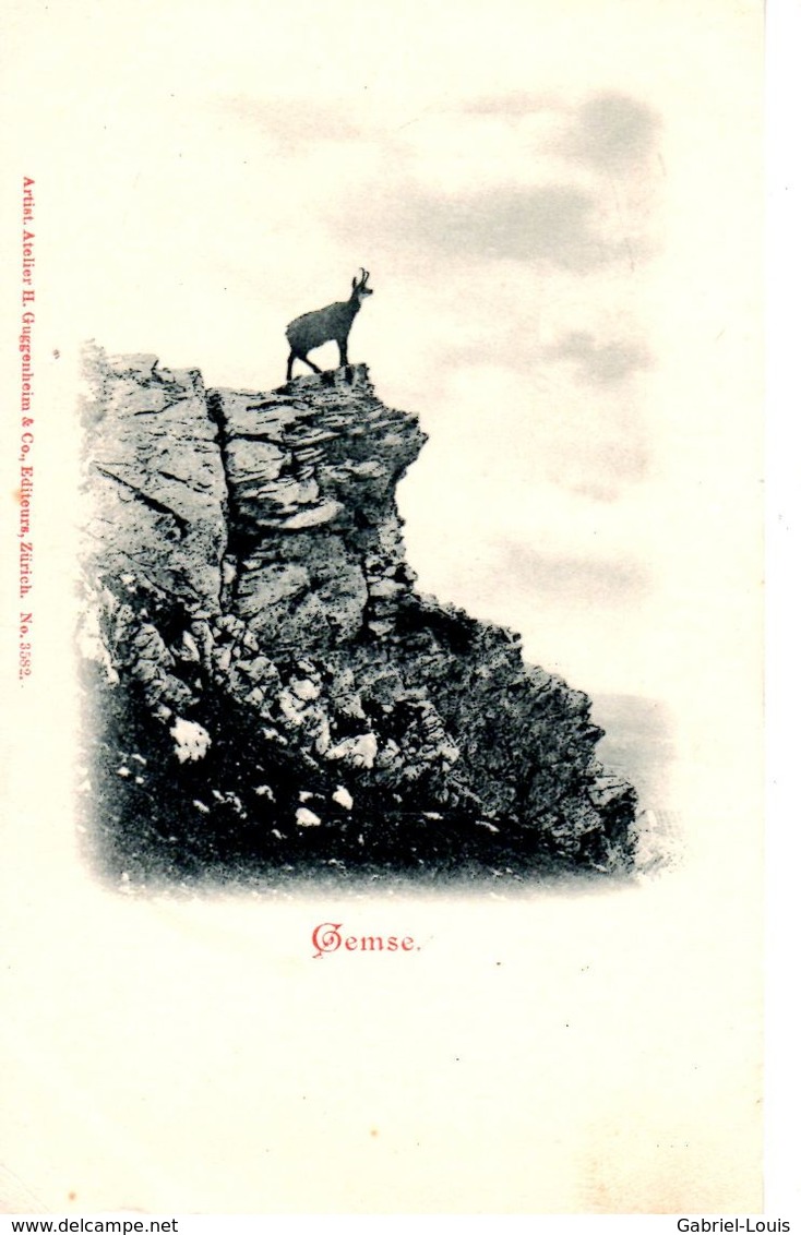 Chamois - Gemse - Domat/Ems