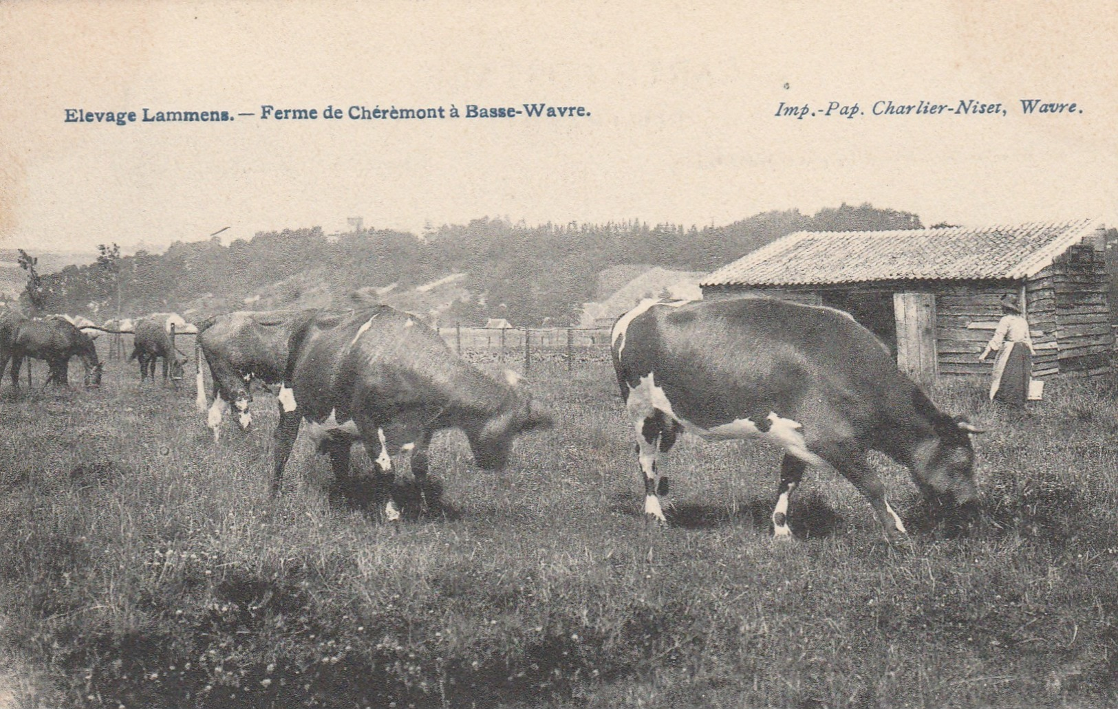 Wavre , Elevage Lammens ,Ferme De Chérèmont à Basse-Wavre ( Vache,bovin,koe ) - Wavre