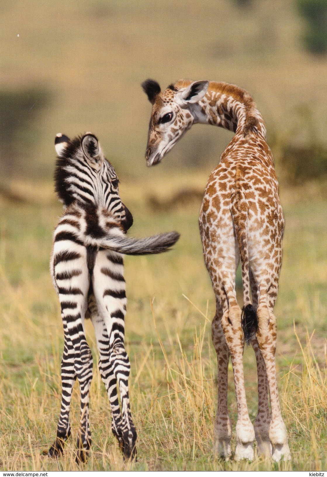 Giraffe Und Zebra - Nicht Gelaufen - Giraffen