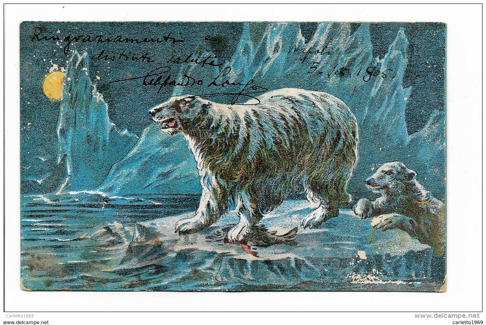 ORSI POLARI VIAGGIATA FP 1905 - Bears