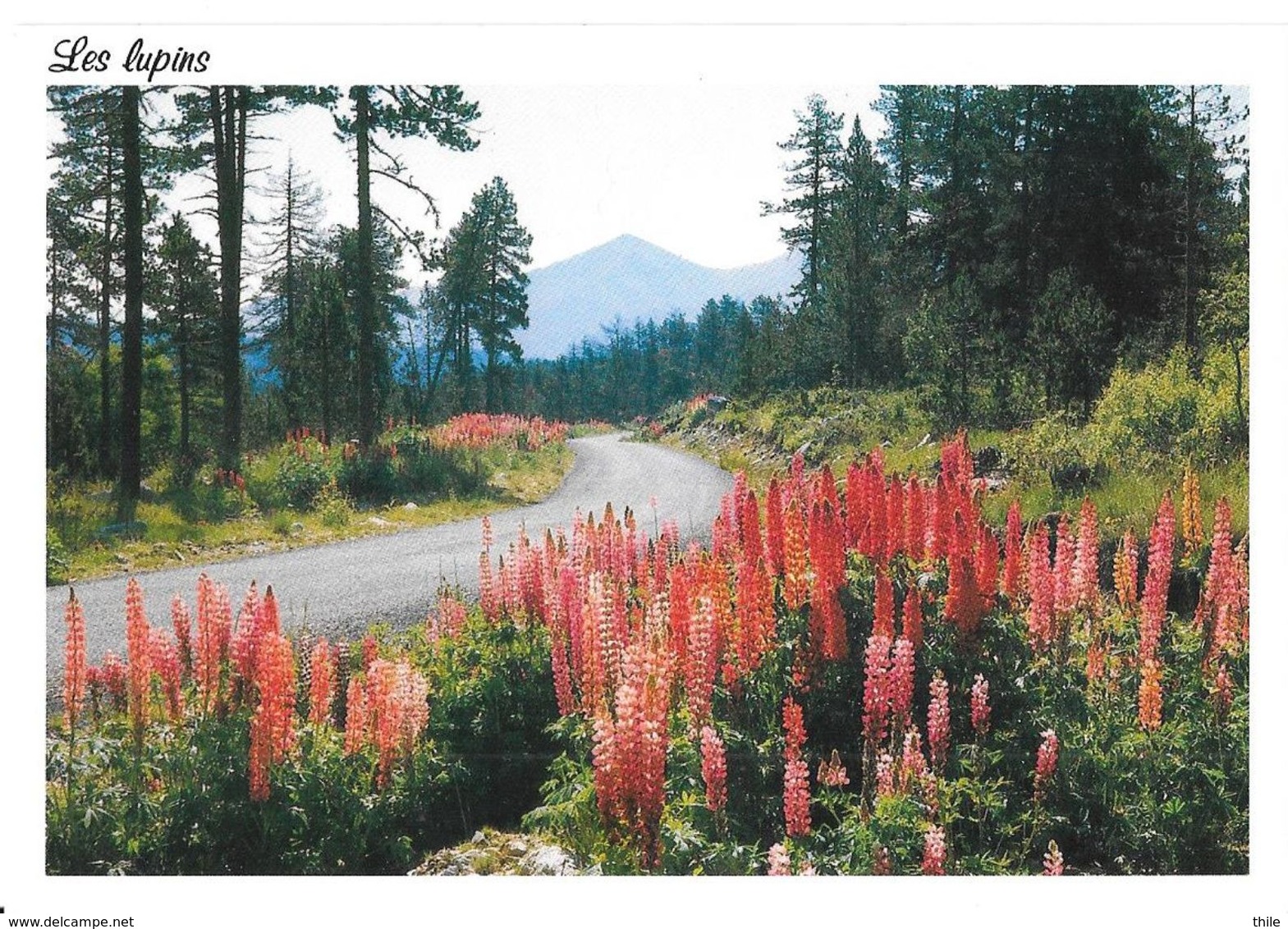 Les Lupins - Giftige Planten