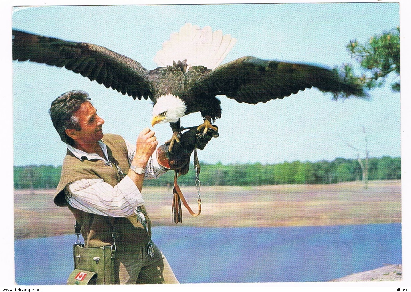 VALK-2   FALCONER With A BALD EAGLE At Hilvarenbeek ( Valkenier, Fauconnier, Falkner) - Jacht