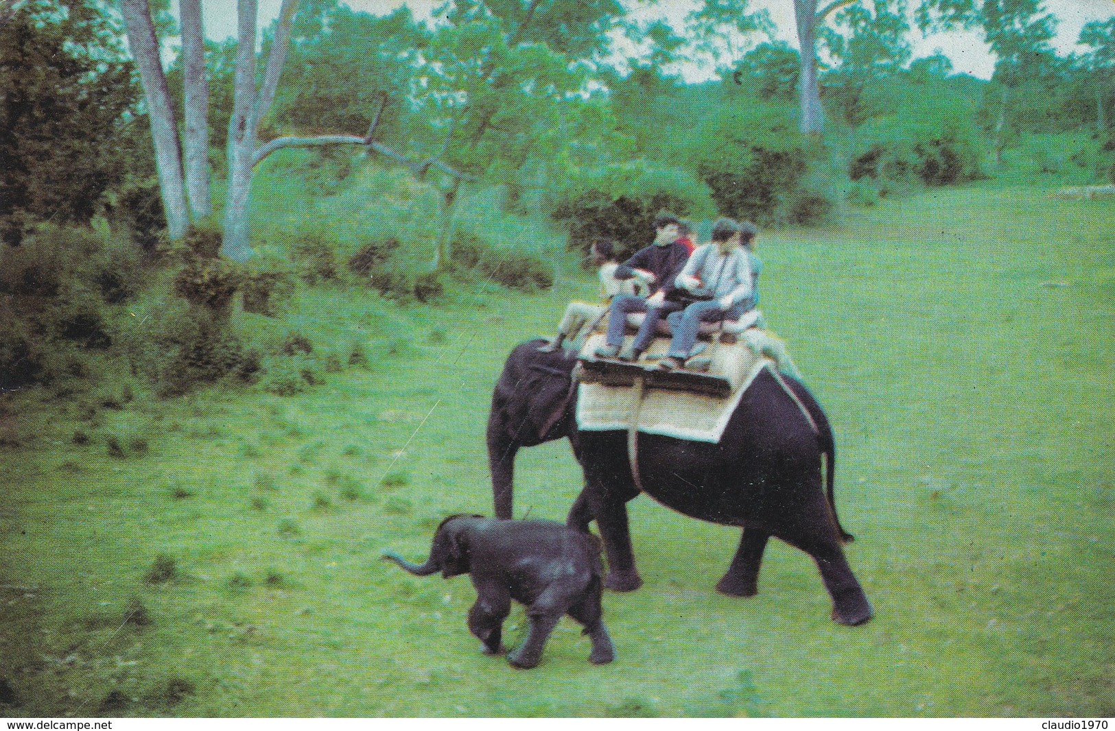 CARTOLINA - POSTCARD - INDIA - TOURISTS TO MUDUMALAI WILD LIFE - India