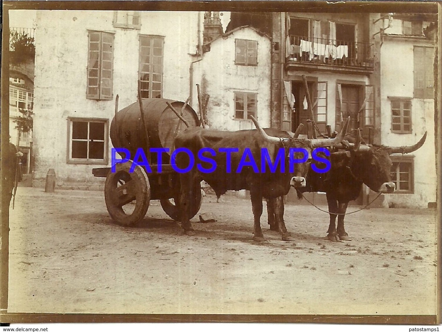 90382 SPAIN ESPAÑA SANTIAGO GALICIA COSTUMES COWS WITH LOADING OF BARREL PHOTO NO POSTAL POSTCARD - Photographie