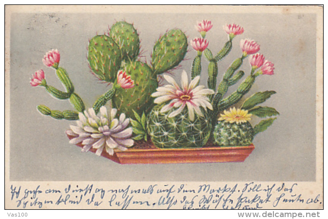 CPA CACTUSSES, ILLUSTRATION - Cactus