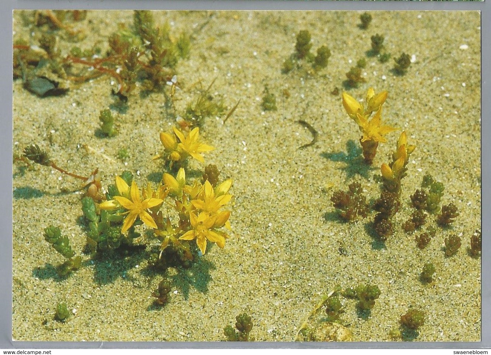 NL.- MUURPEPER In Noordhollands Duinreservaat. Uitgave PWN Waterbedrijf Noord Holland - Bloemen