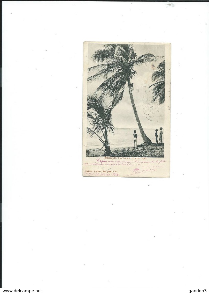 Carte  De     PUERTO  RICO  :    Buscando  Cocos En  Puerto Rico - - Autres & Non Classés