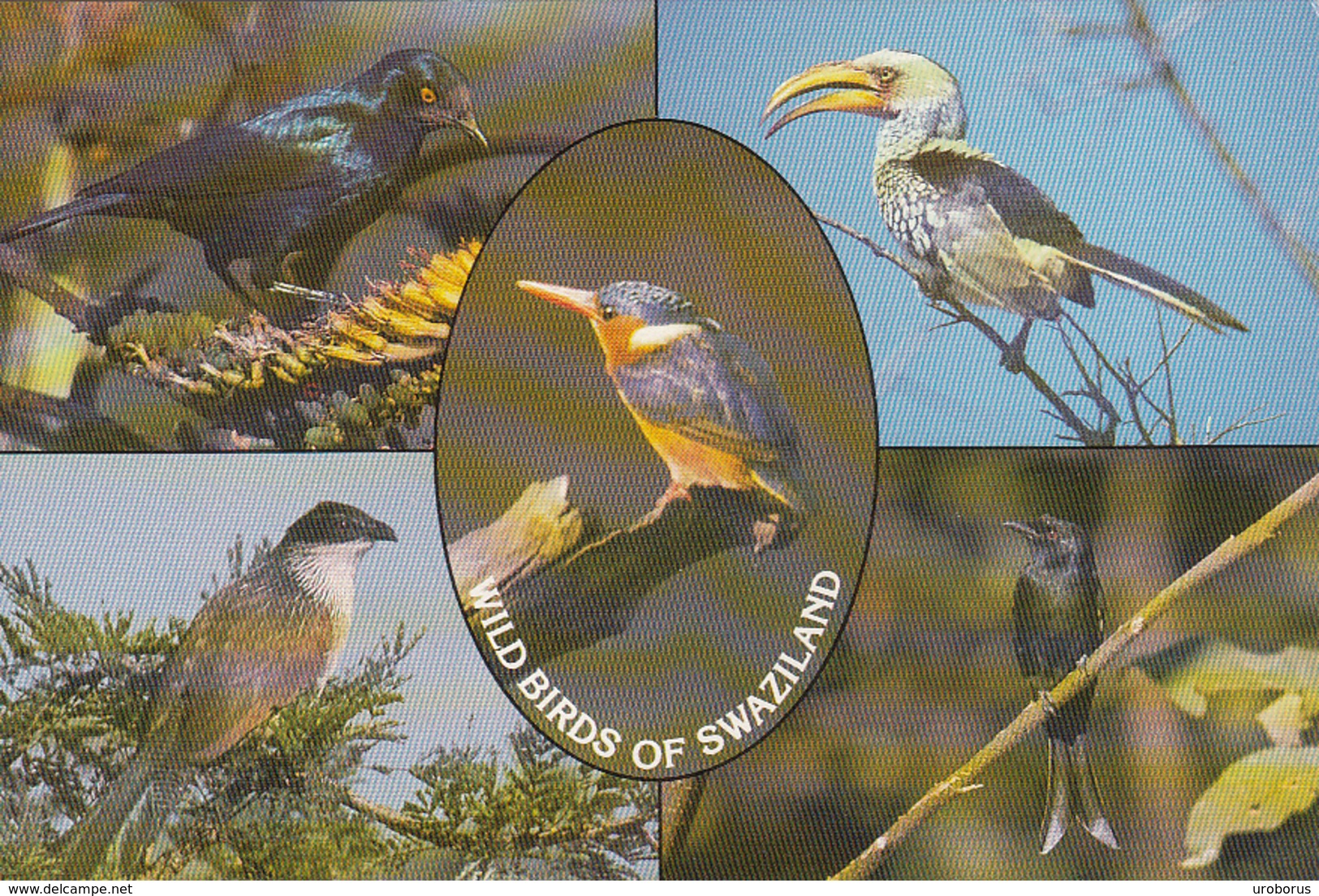 SWAZILAND - Wild Birds In Swaziland - Multiview - Swaziland
