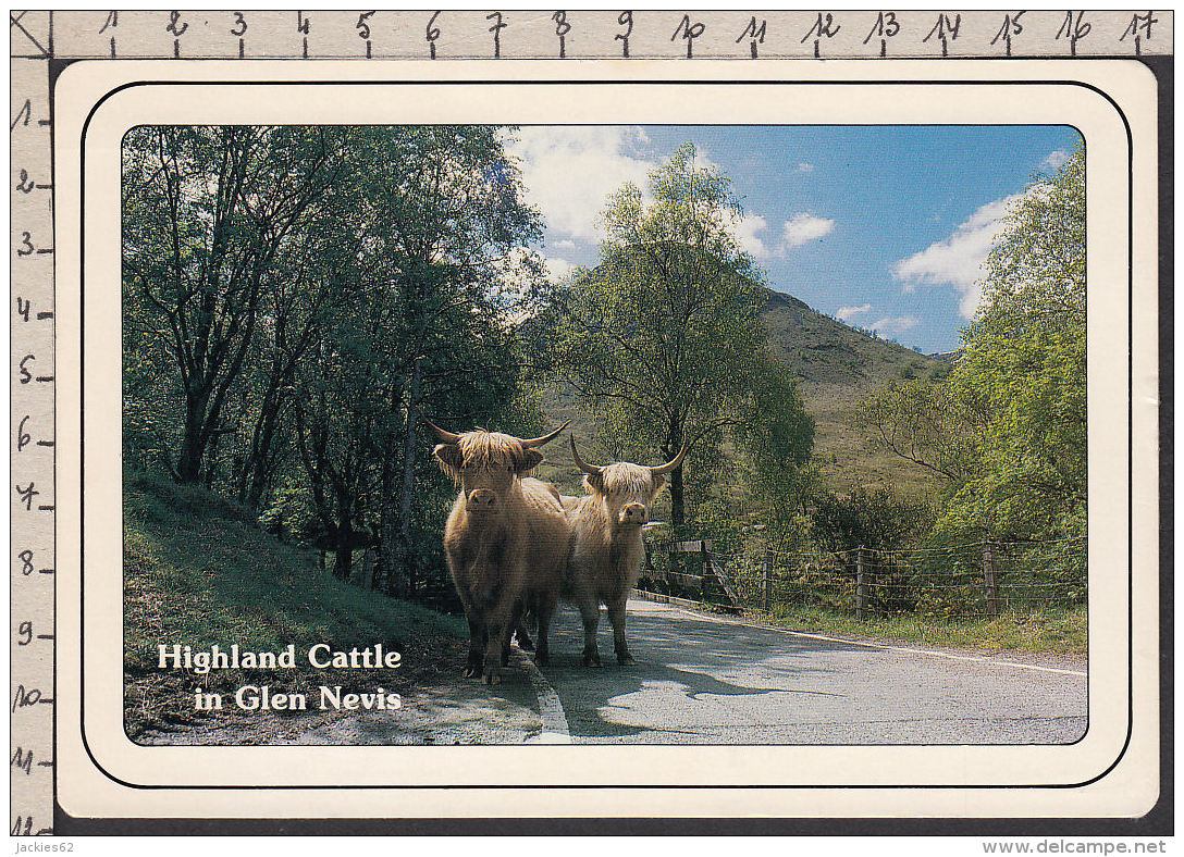 84005GF/ HIGHLANDS, Highland Cattle In Glen Nevis - Other & Unclassified