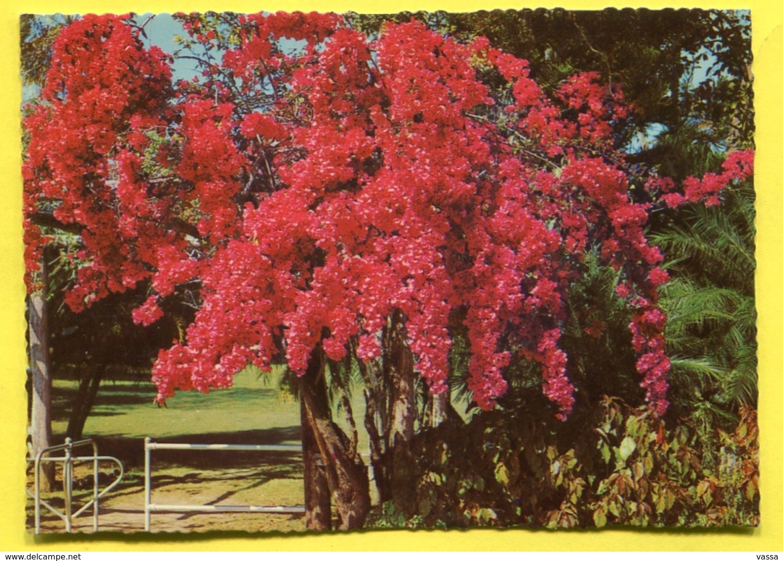 Australia  -   Flowering Bougainvillea - Queensland - Ed. Murray Views W 552 - Otros & Sin Clasificación