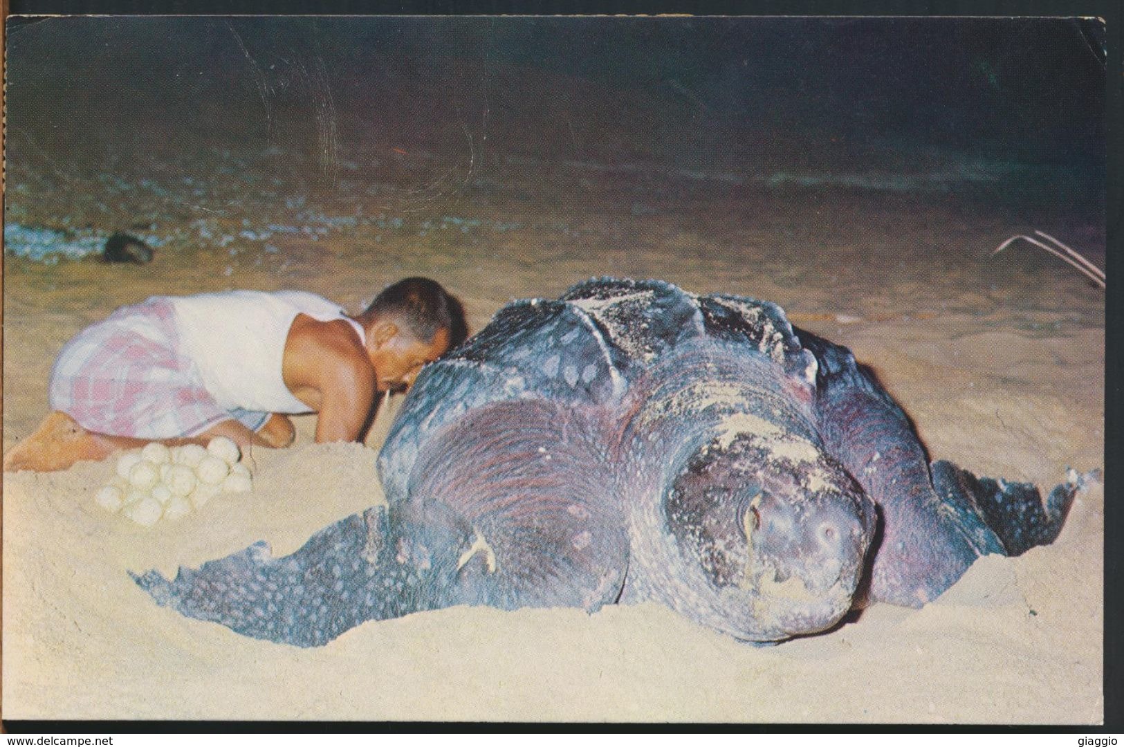 °°° 10878 - MALAYSIA - TRENGGANU - PENYU BERTOLOR DI PANTAI DUNGUN - 1972 With Stamps °°° - Maleisië