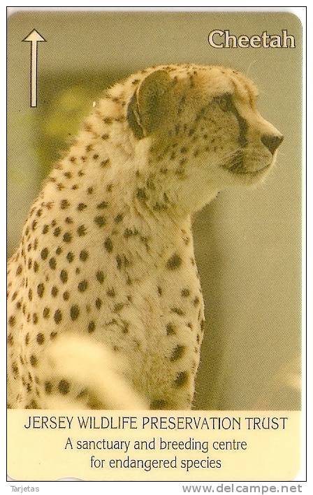 JER15 TARJETA DE JERSEY DEL CHEETA (4JERD) GUEPARDO - [ 7] Jersey Y Guernsey