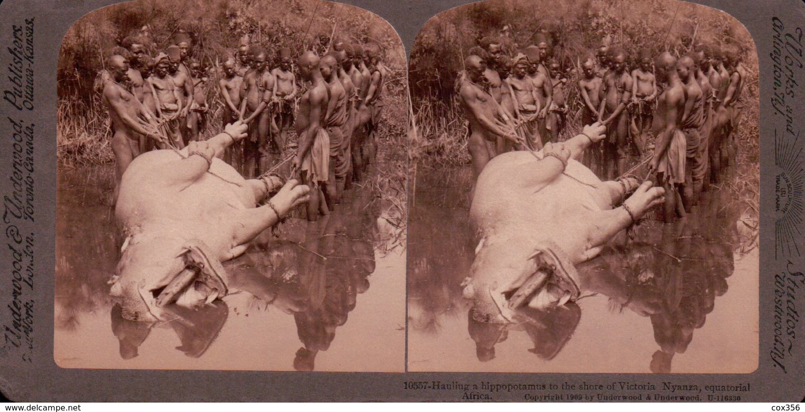 NYANZA EQUATORIAL CHASSEURS D'HIPPOPOTAME , NU AFRICAIN 1880/1900 ( PHOTO STEREOSCOPIC ) - Photos Stéréoscopiques