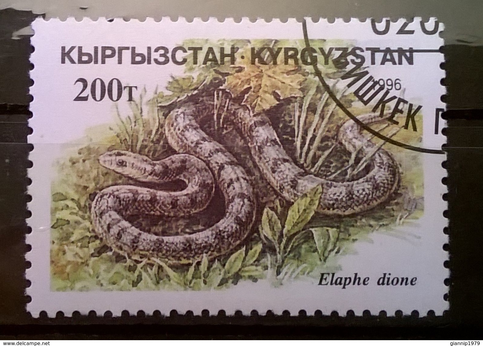 FRANCOBOLLI STAMPS KIRGHISTAN KYRGYZSTAN 1996 SERIE RETTILI - Kirghizstan