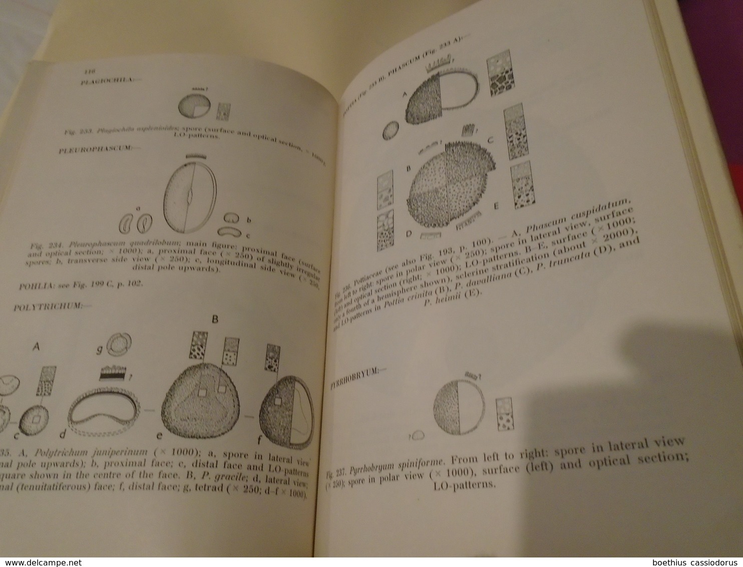 POLLEN AND SPORE MORPHOLOGY PLANT TAXONOMY Gymnospermae Pteridophyta Bryophyta An introduction to Palynology II ERDTMAN