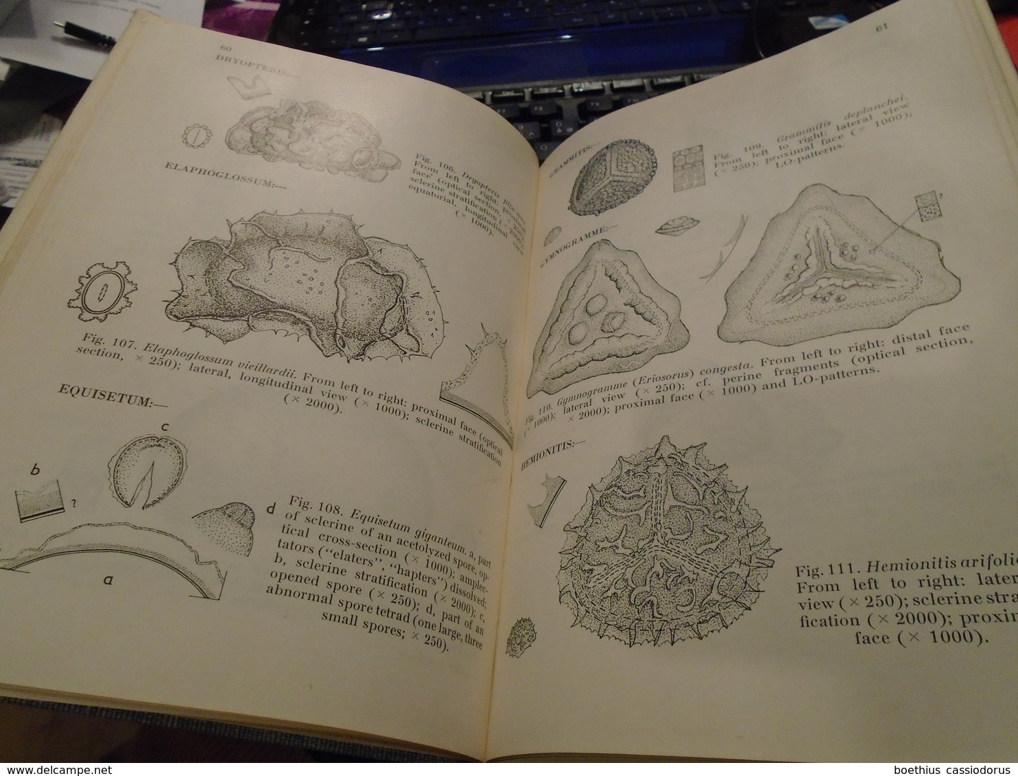 POLLEN AND SPORE MORPHOLOGY PLANT TAXONOMY Gymnospermae Pteridophyta Bryophyta An introduction to Palynology II ERDTMAN