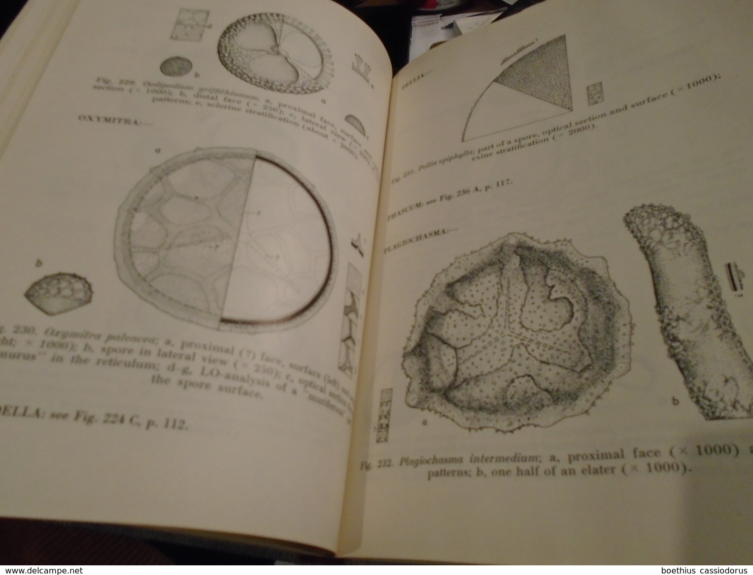 POLLEN AND SPORE MORPHOLOGY PLANT TAXONOMY Gymnospermae Pteridophyta Bryophyta An introduction to Palynology II ERDTMAN