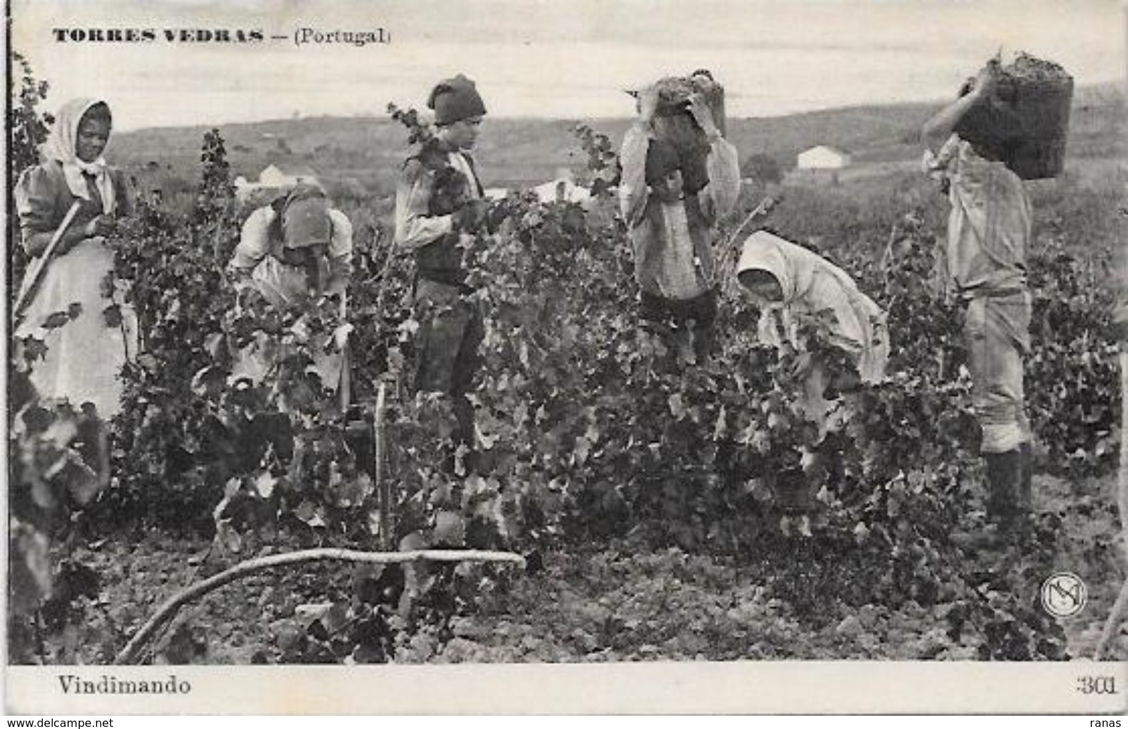 CPA Portugal Métier Vendanges Torres Vedras Circulé - Autres & Non Classés