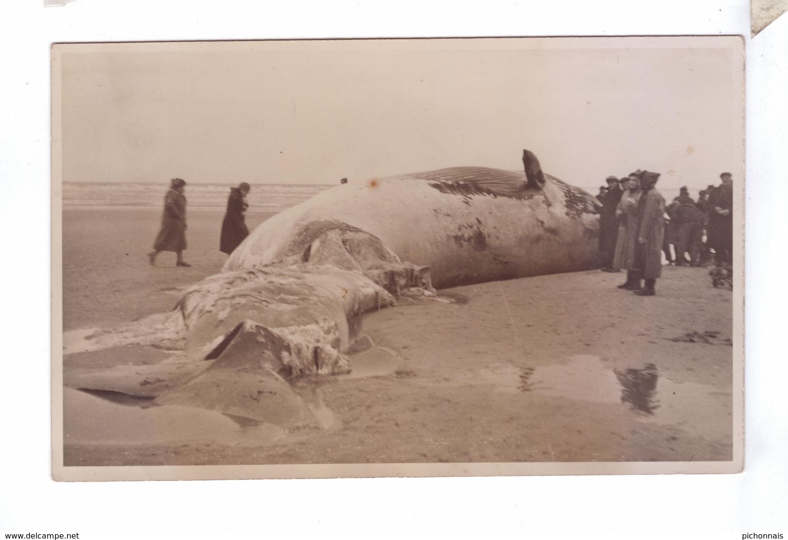 59 DUNKERQUE Carte Photo Baleine Echouee Sur La Plage - Dunkerque