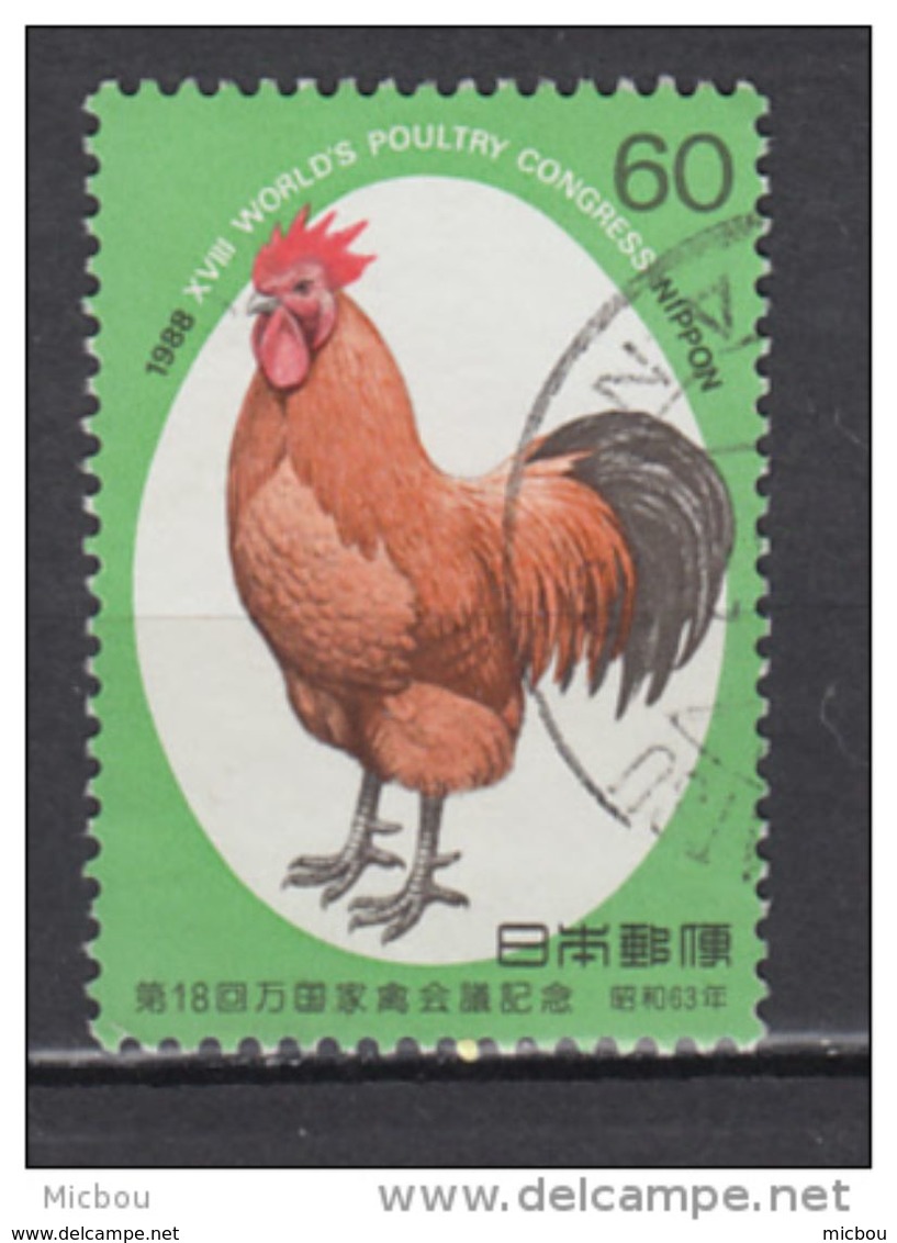 Japon, Japan, Coq, Rooster - Galline & Gallinaceo