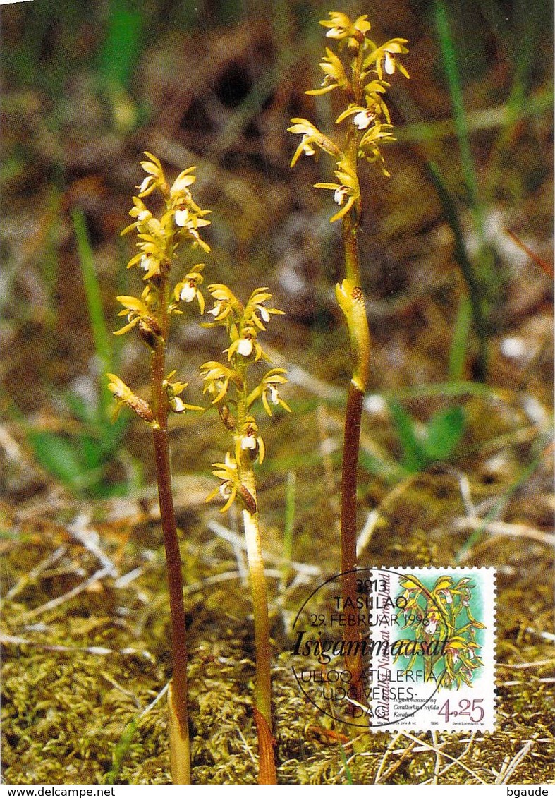 GROENLAND CARTE MAXIMUM  NUM.Yvert 263 FLORE FLEUR ORCHIDEES - Cartoline Maximum