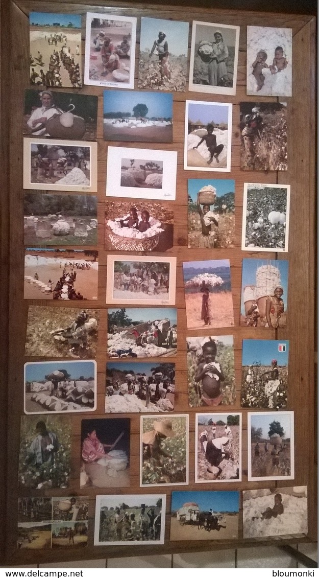 Lot De 34 Cartes Postales AFRIQUE / Ramassage Du Coton - Non Classés