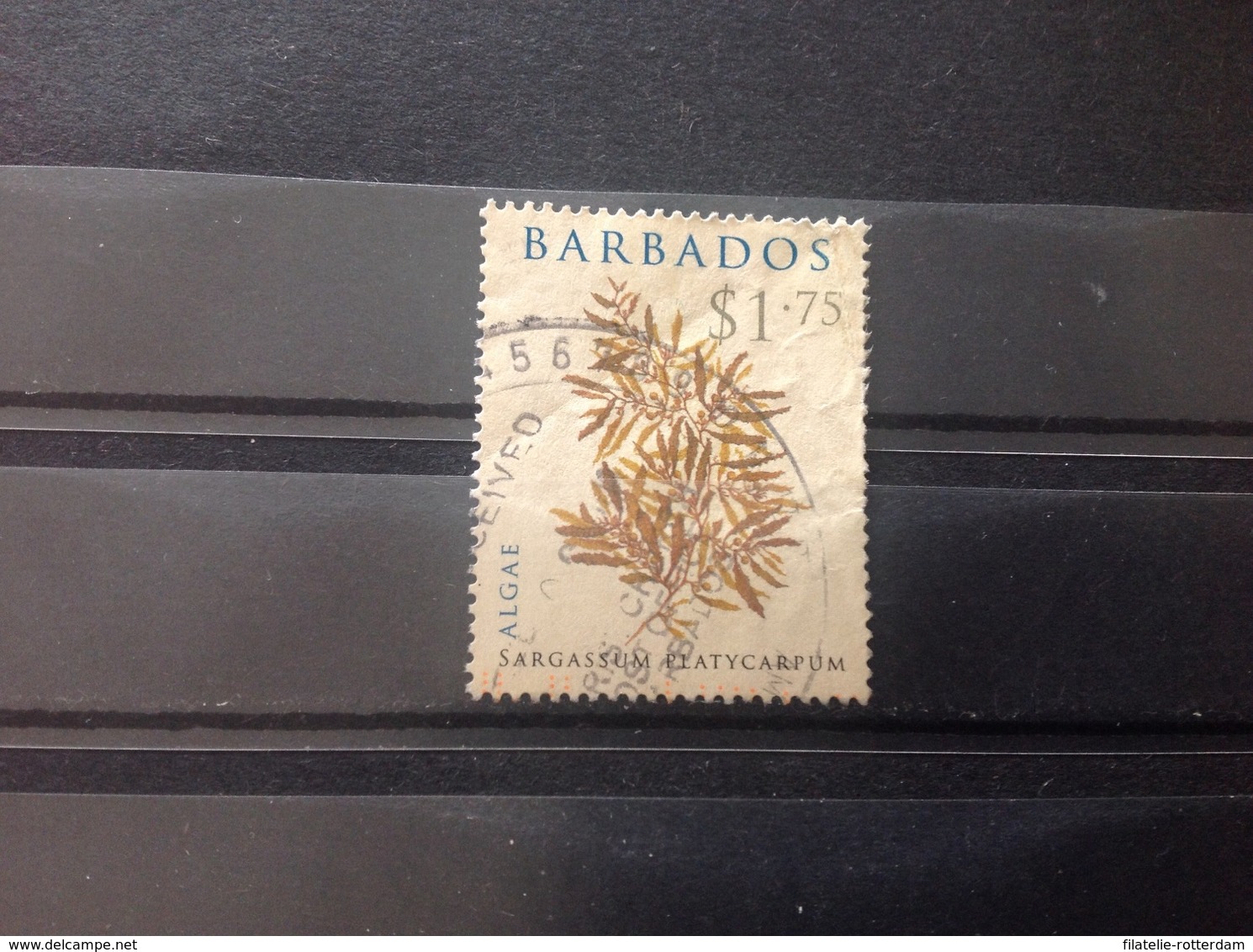 Barbados - Algen (1.75) 2008 - Barbados (1966-...)