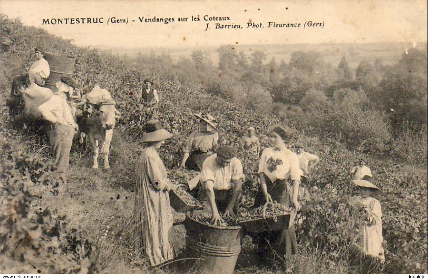 D32  MONTESTRUC  Vendanges Sur Les Côteaux - Autres & Non Classés