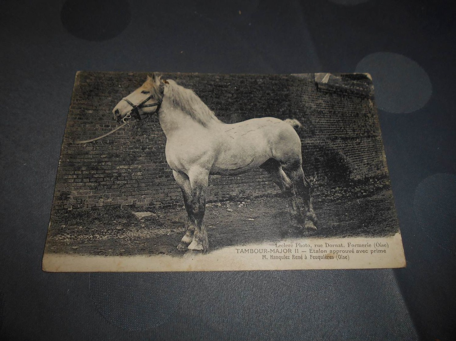 6930 - CPA, Tambour-Major II , Etalon Approuvé Avec Prime, M.Hanquiez à Feuquières, Oise - Chevaux