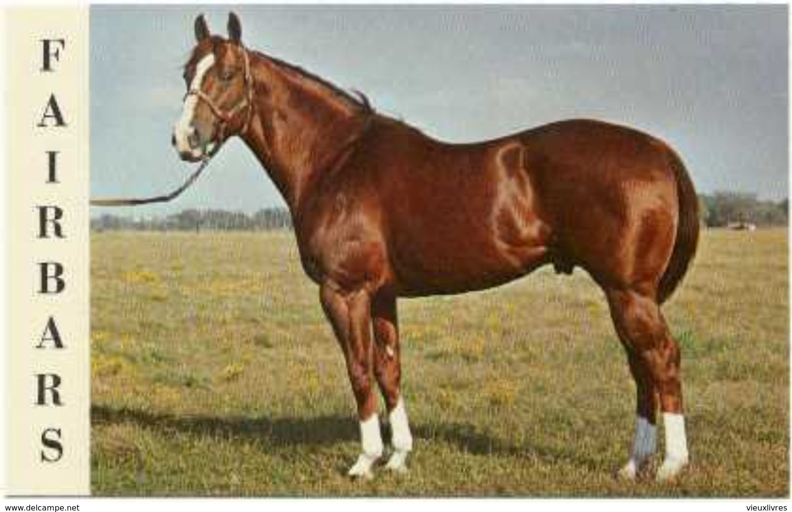 Cheval Fairbars Superbe Carte Postale Great Named Horse Postcard - Pferde