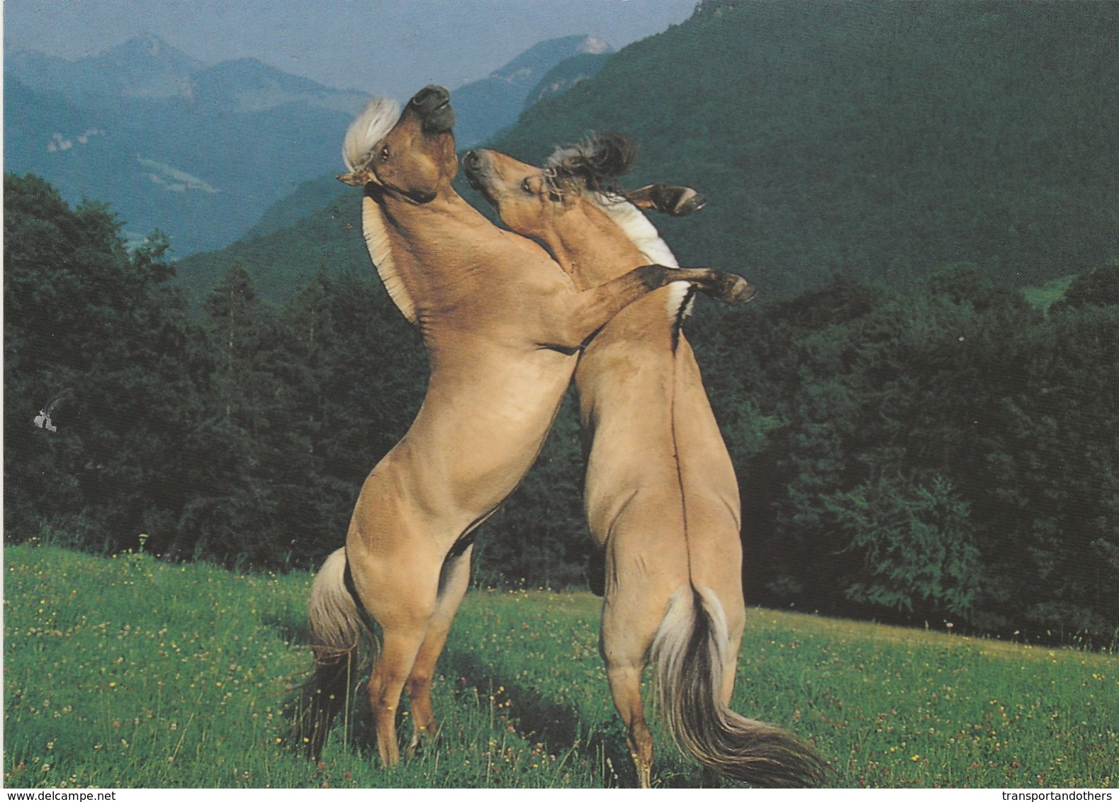 HORSES FROM AROUND THE WORLD / 2 HORSES FIGHTING - Pferde