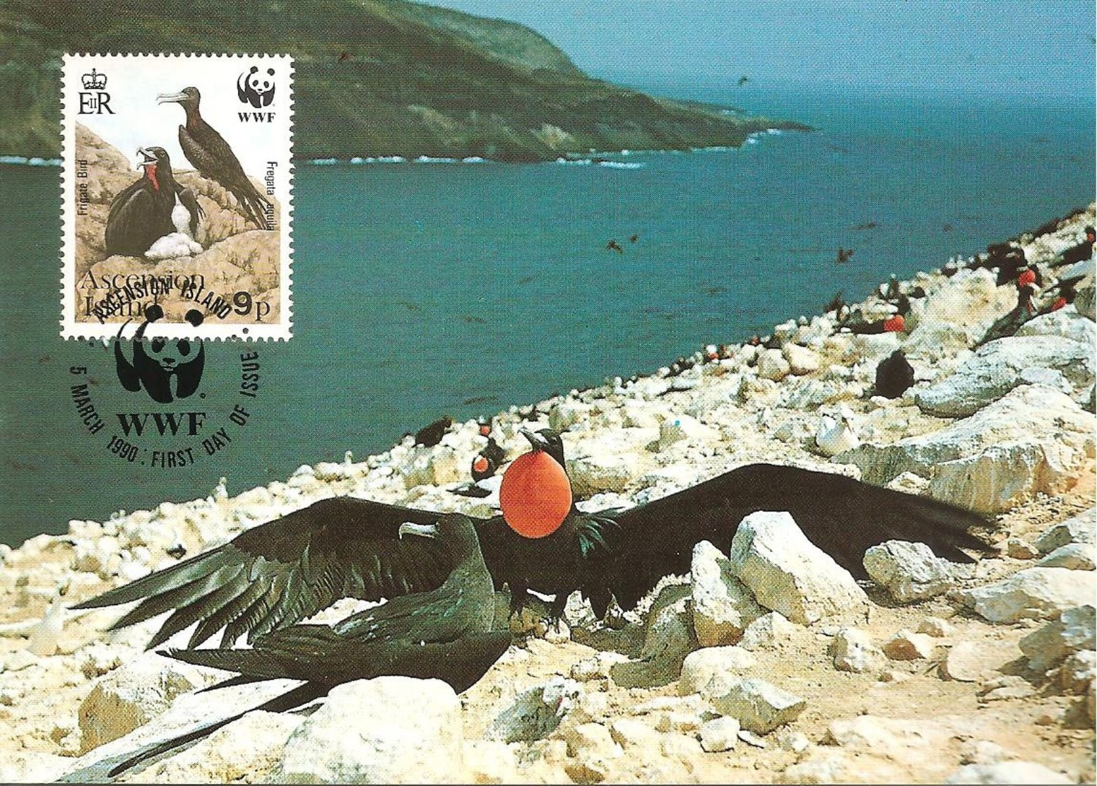 1990 - Ascension Island -   Frigatebird -  Couple Oiseau Fregate - Ascension (Ile)