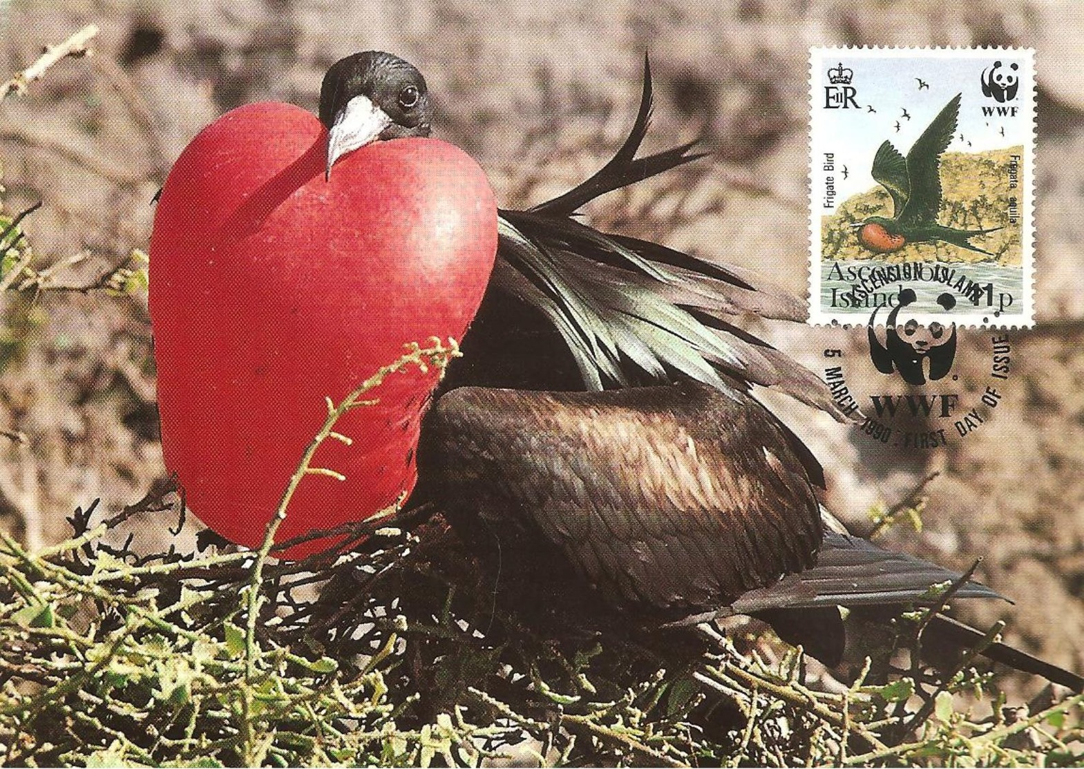 1990 - Ascension Island -  Greater  Frigatebird -   Oiseau Fregate Male - Ascension (Ile)