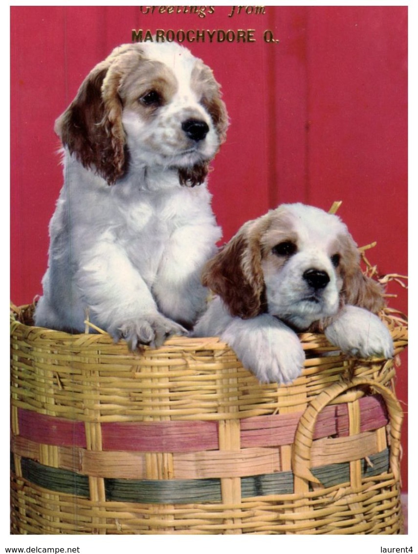 (123) Australia - QLD - Moroochydore (Cute Dogs In Basket) - Gold Coast