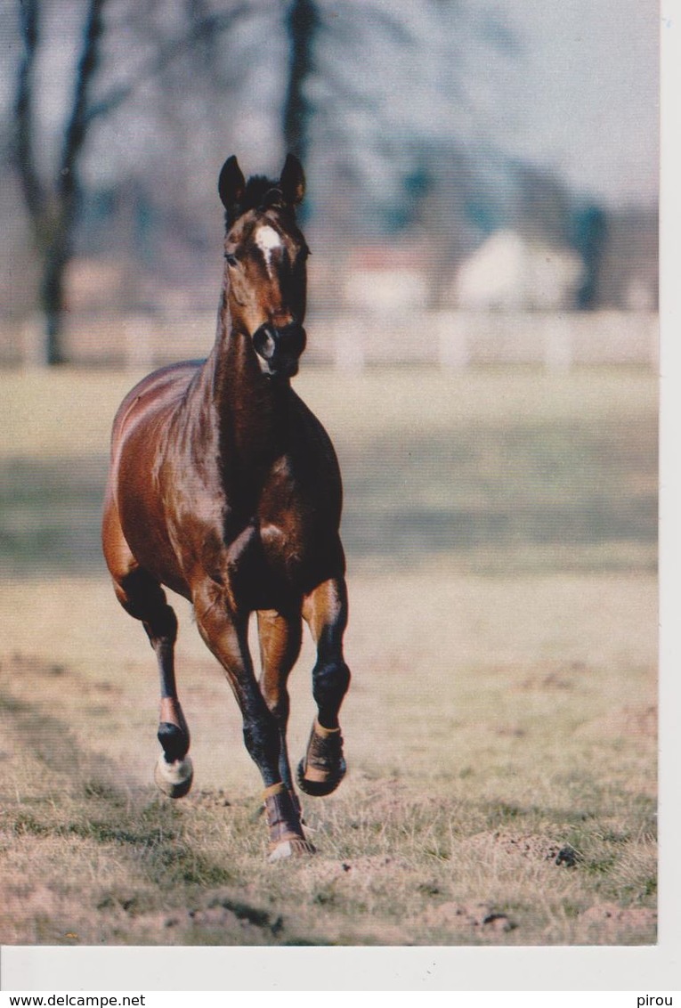 CHEVAL CLIN D'OEIL - Horses