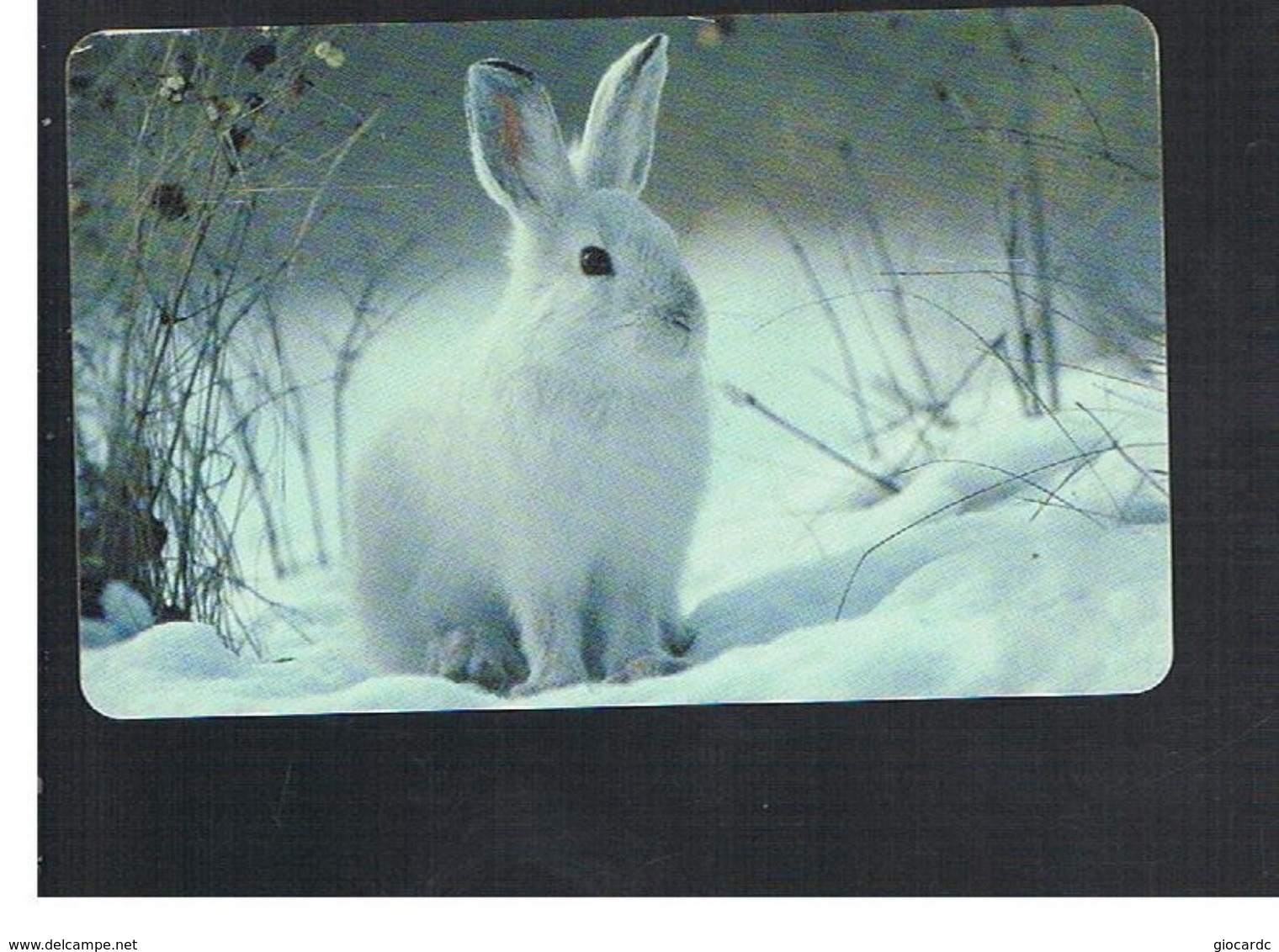 GERMANIA (GERMANY) -  2002 -  ANIMALS: LEPUS AMERICANUS  - RIF.   192 - Rabbits