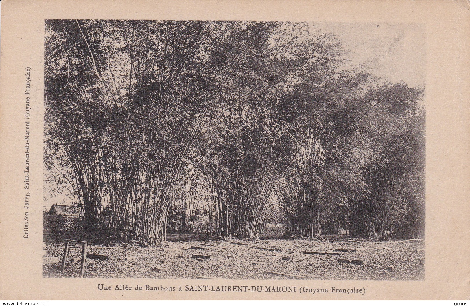 Une Allée De Bambous A St Laurent Du Maroni - Saint Laurent Du Maroni