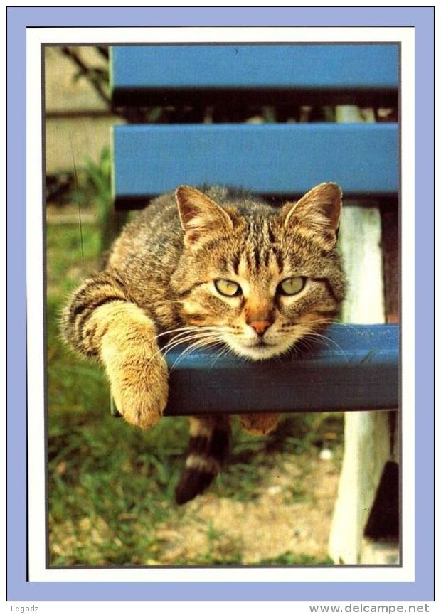 Carte Moderne - Cogis - Chats - PN 49. Cl Editions - Chats