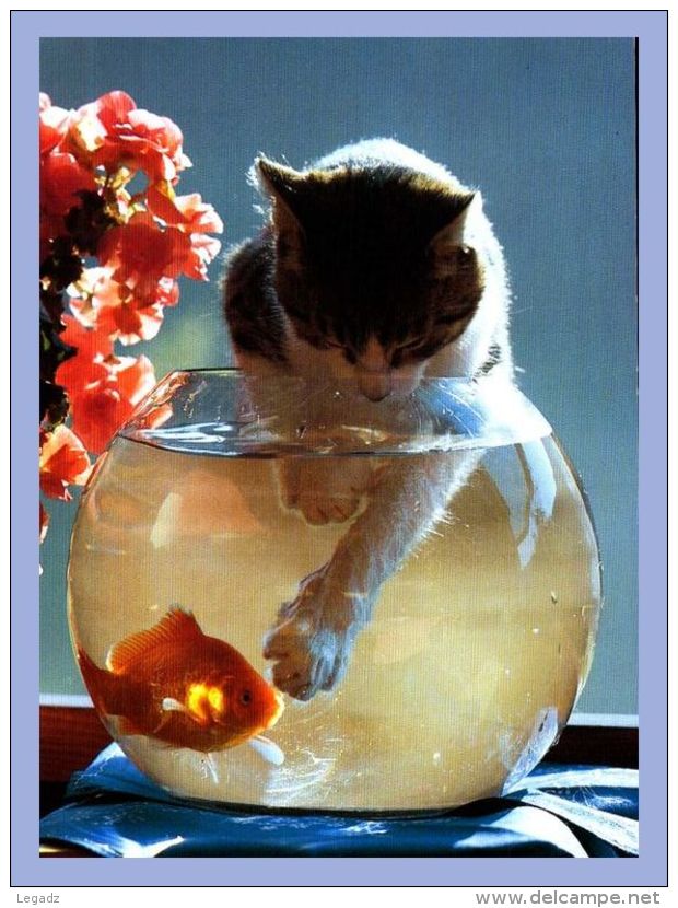 Carte Moderne - Druck - Chats - 5624. Foto Reinhard - Chats