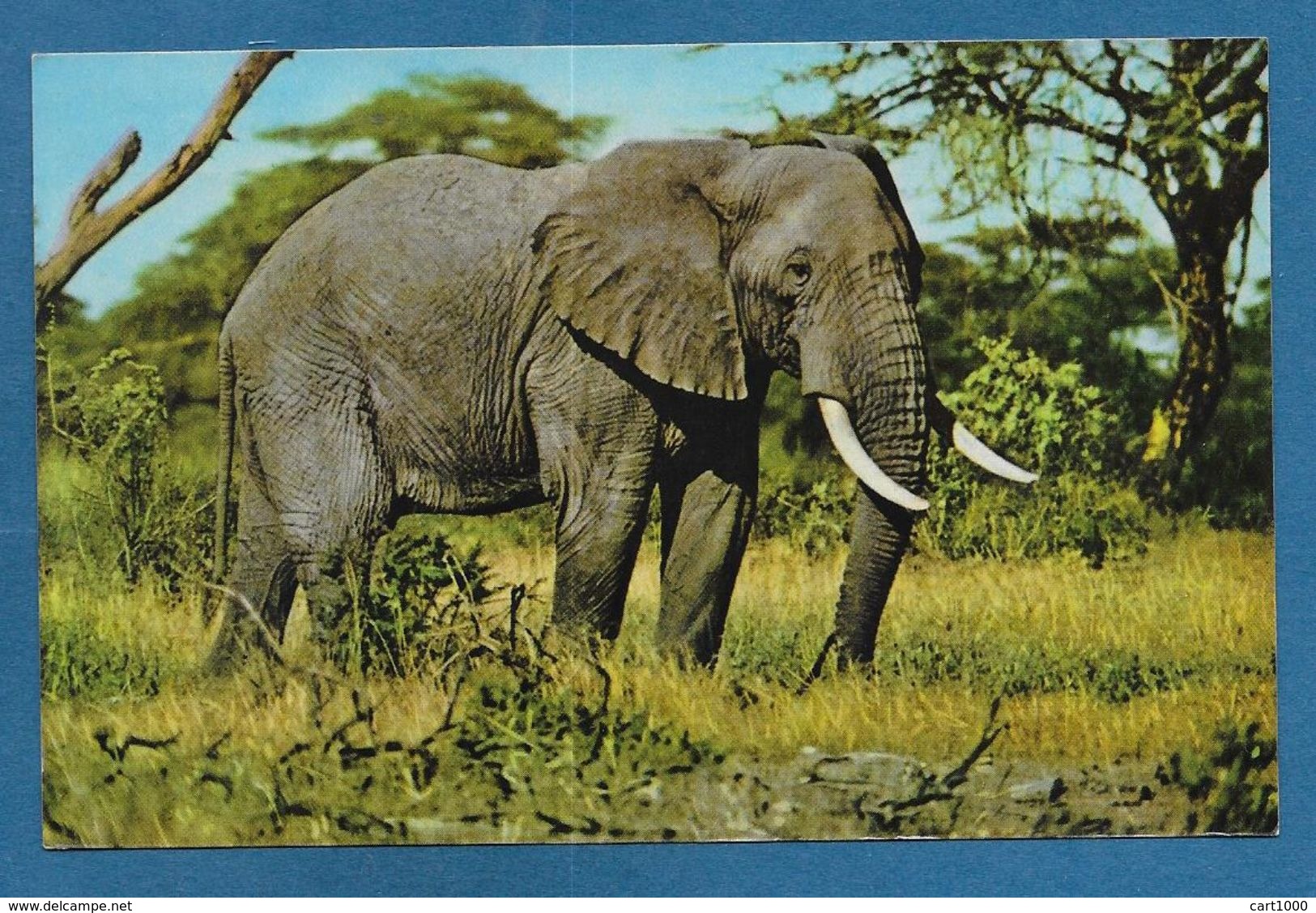 KENYA AFRICAN WILD LIFE NAIROBI 1959 - Kenia