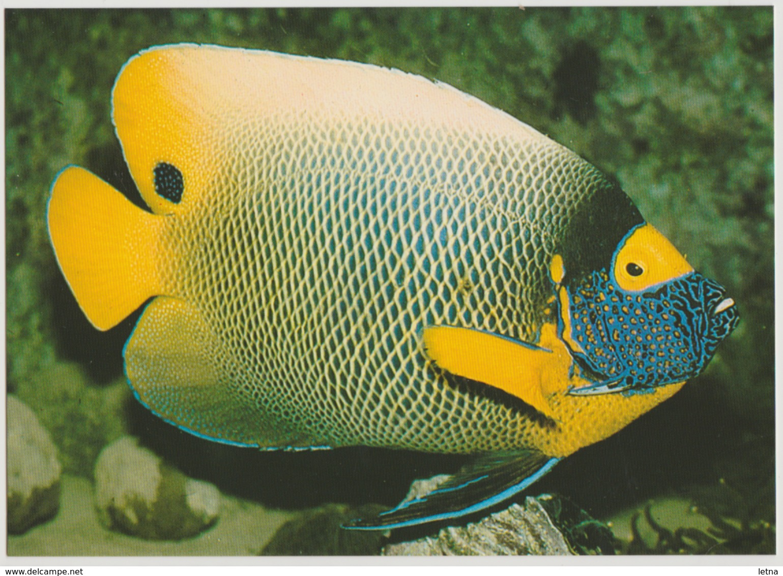 Australia QUEENSLAND GREAT BARRIER REEF Yellow Face Angel Fish Peer PC0345 Postcard Used 1984 - Great Barrier Reef