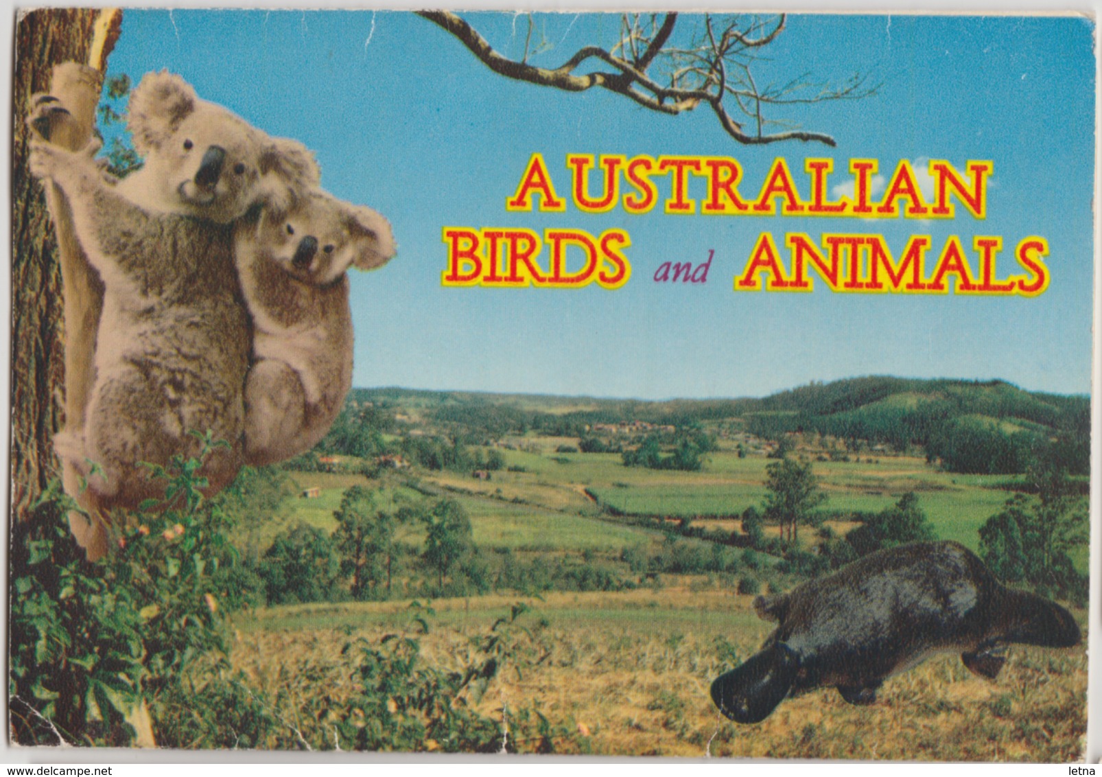 AUSTRALIA BIRDS & ANIMALS Koala Kangaroo Echidna Nucolorvue Postcard Folder C1960s-70s - Other & Unclassified