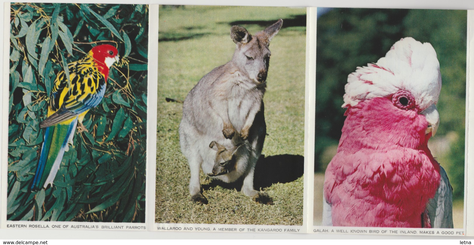 AUSTRALIA BIRDS & ANIMALS Koala Kangaroo Echidna Nucolorvue Postcard Folder C1960s-70s - Other & Unclassified