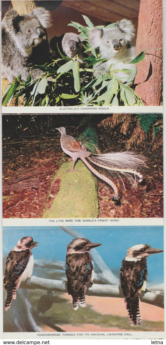 AUSTRALIA BIRDS & ANIMALS Koala Kangaroo Echidna Nucolorvue Postcard Folder C1960s-70s - Other & Unclassified