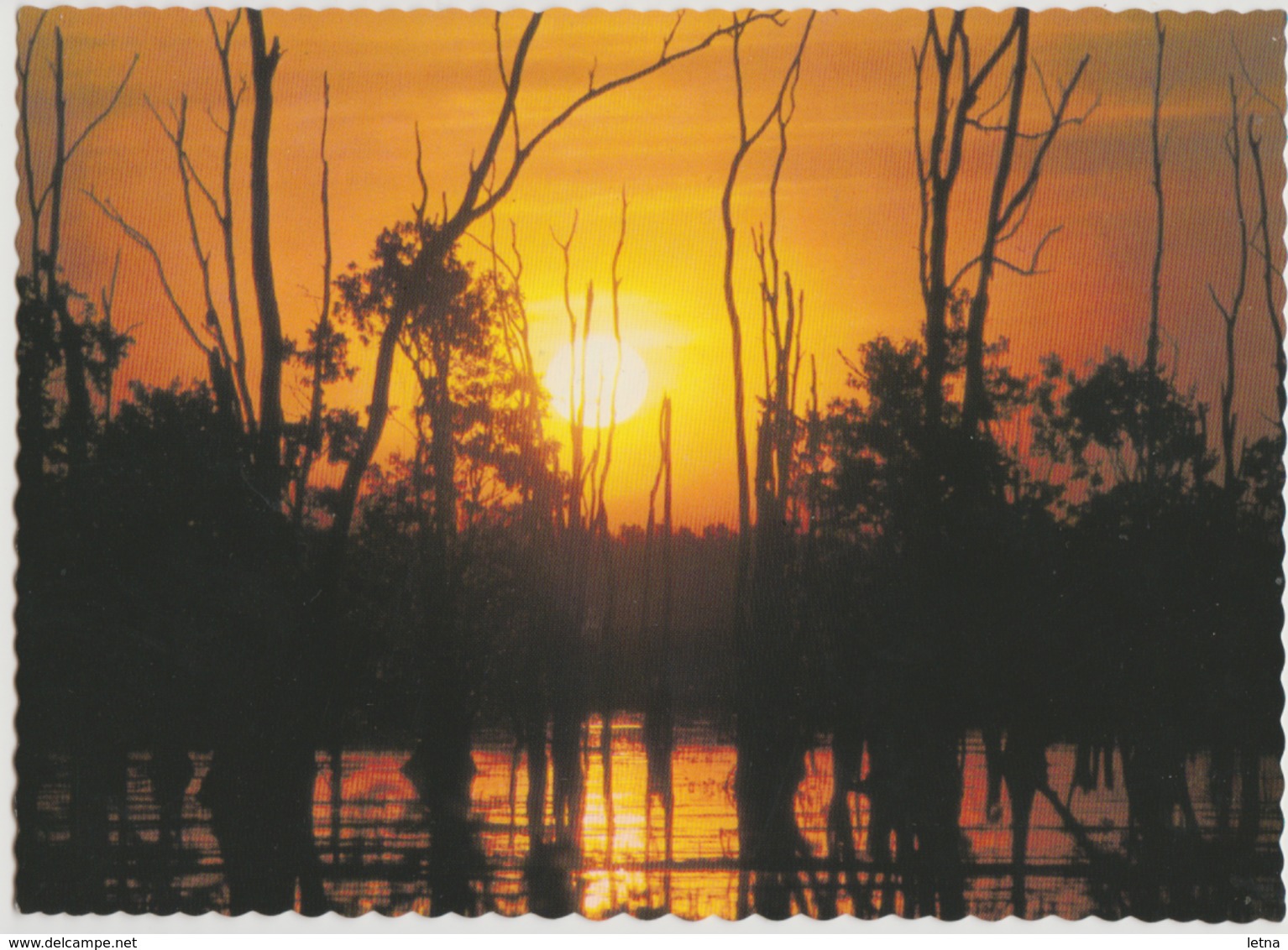 Australia NORTHERN TERRITORY DARWIN Sunset At Fogg Dam Nucolorvue DA101 Postcard Used 1983 - Darwin