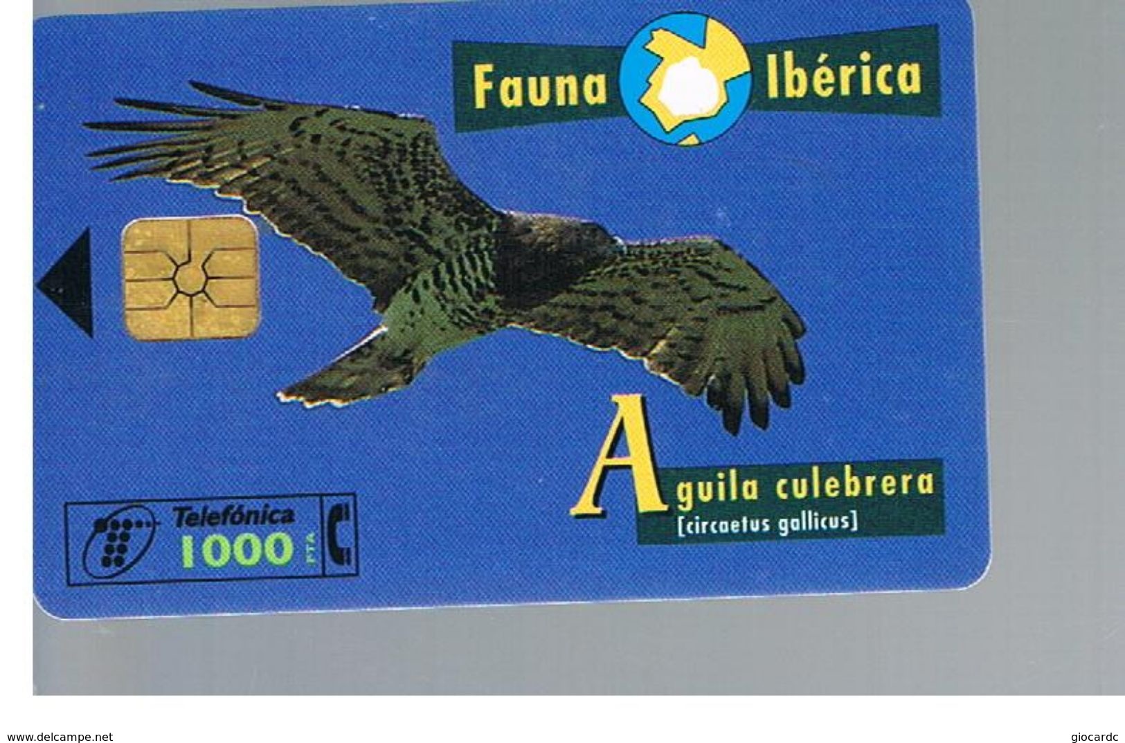 SPAGNA (SPAIN) - TELEFONICA  (CHIP) -  FAUNA IBERICA: CIRCAETUS GALLICUS        - USED - RIF. 10007 - Adler & Greifvögel