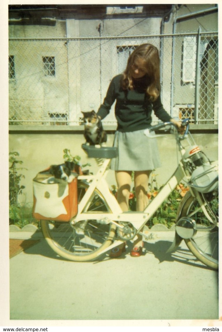 Photo  Authentique -    VELOSOLEX Avec Un Chat Sur La Selle Et Un Chien Dans Une Sacoche - Autres & Non Classés